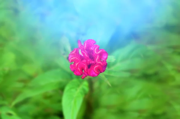 Kleurrijke bloem rood — Stockfoto