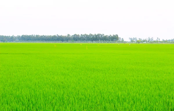 Campo verde bajo cielo azul —  Fotos de Stock