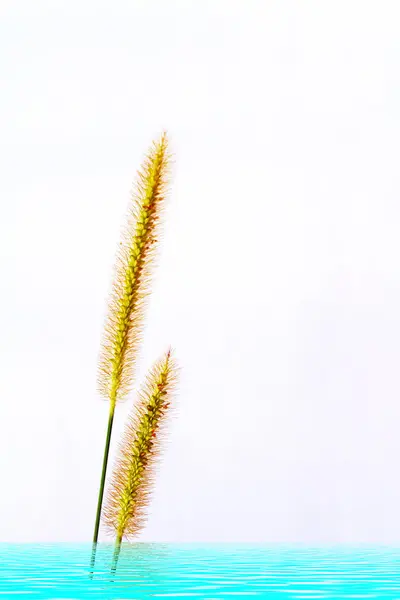 Grass isolated on white background — Stock Photo, Image