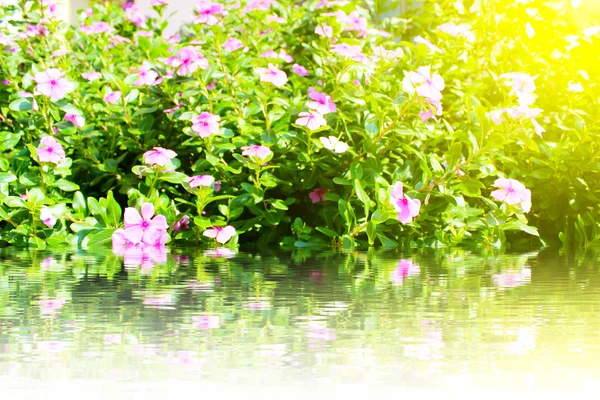 Hermosas flores rosadas en el jardín — Foto de Stock