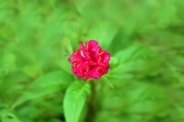 Kleurrijke bloem rood — Stockfoto