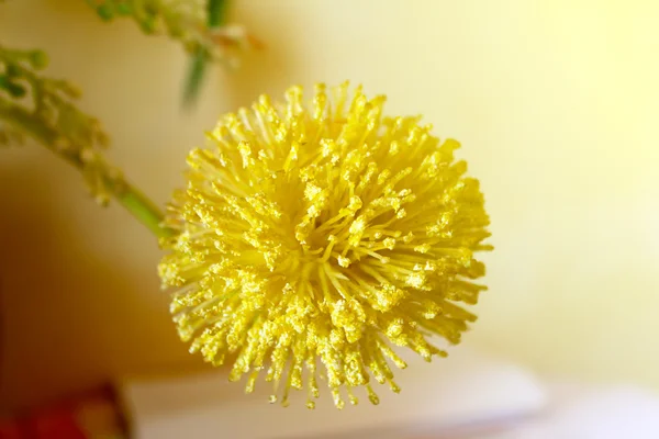 Macro vista de flor amarilla —  Fotos de Stock