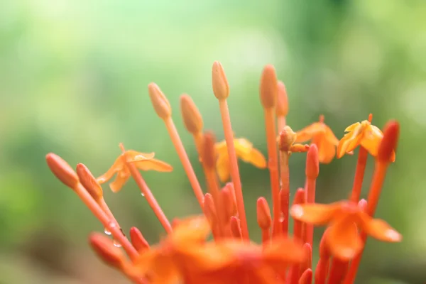 Schöne gelbe rote Blüten — Stockfoto