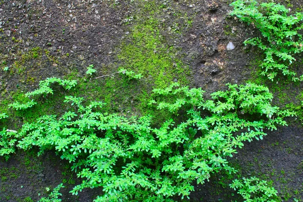 Buskar fern bakgrund — Stockfoto