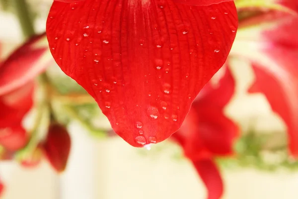 Röd lilja på nära håll — Stockfoto