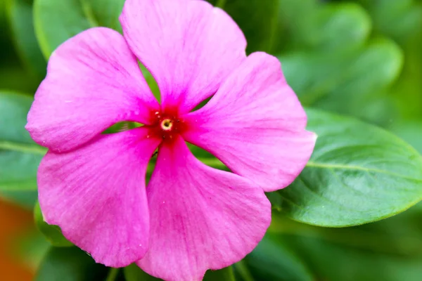 Kaunis vaaleanpunainen kukkia puutarhassa — kuvapankkivalokuva