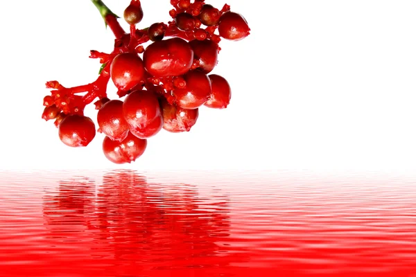 Frutta rossa isolata su bianco — Foto Stock
