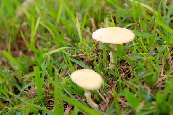 Paddestoel in de natuur — Stockfoto