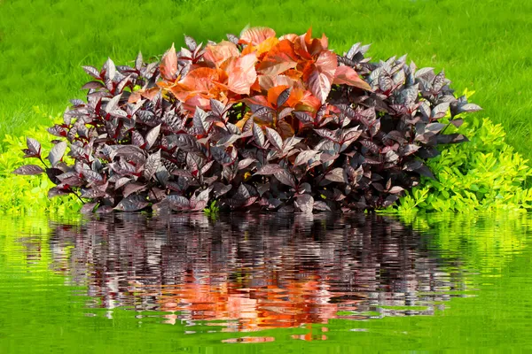 Bunter Baum im Garten — Stockfoto