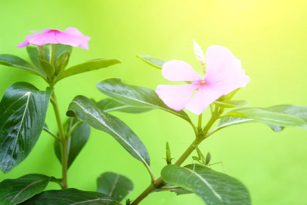 Pink flowers on a blue background — Stock Photo, Image