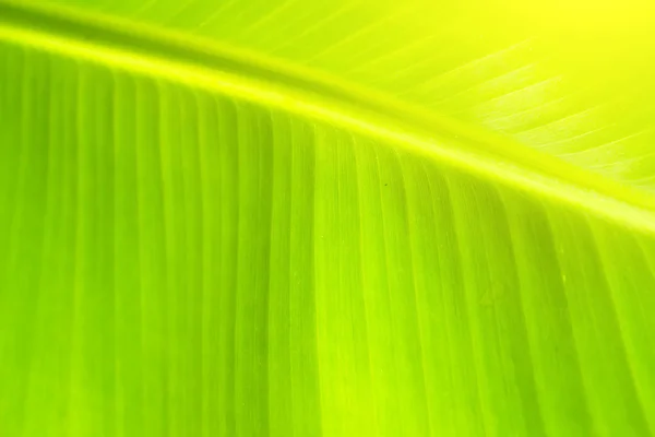 Podświetlany zielony liść tło — Zdjęcie stockowe