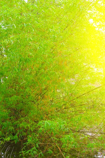 Groene en gele bamboe — Stockfoto