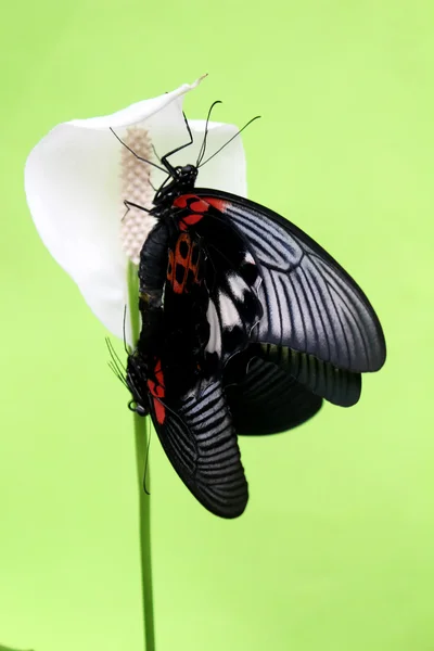 Mariposa. — Foto de Stock