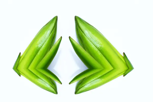 Dragon fruit bud on tree — Stock Photo, Image