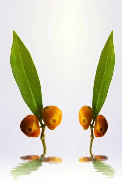 Folha verde e fruta — Fotografia de Stock