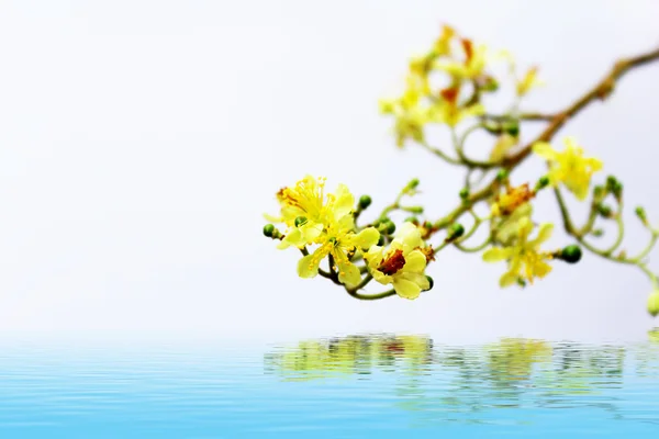 Gele bloem in bloei in het voorjaar — Stockfoto