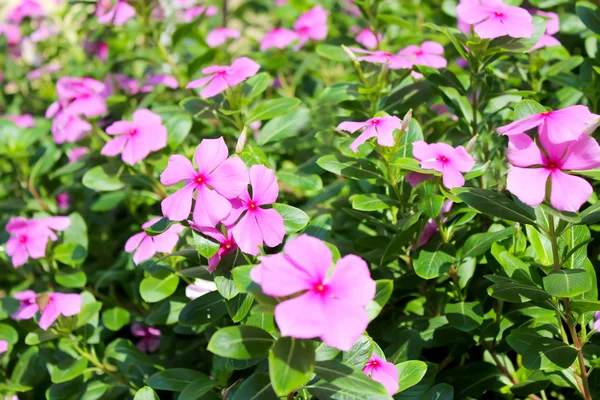 Schöne rosa Blumen im Garten — Stockfoto