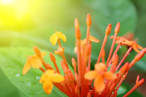 Krásná oranžová květina — Stock fotografie