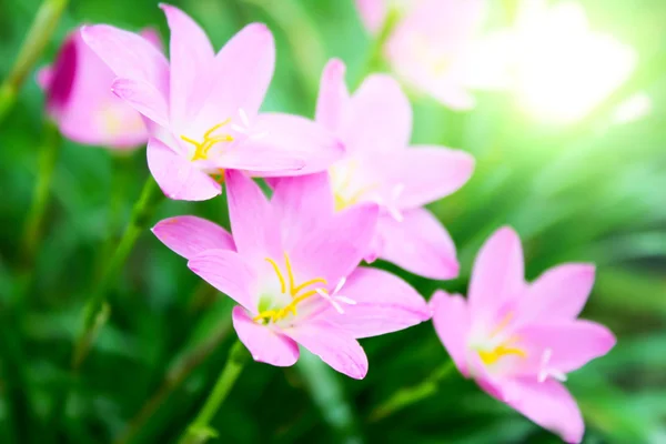 Mooie roze bloemen in de tuin — Stockfoto