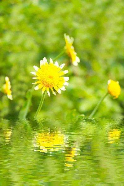 Bellissimo fiore giallo in campo — Foto Stock