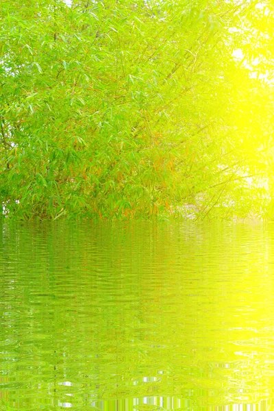 Bambu verde e amarelo — Fotografia de Stock