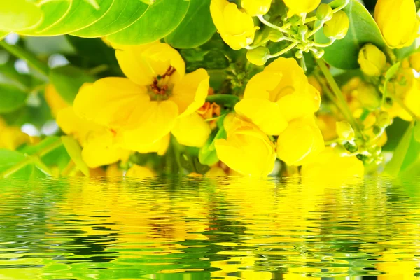 Beautiful yellow flowers — Stock Photo, Image