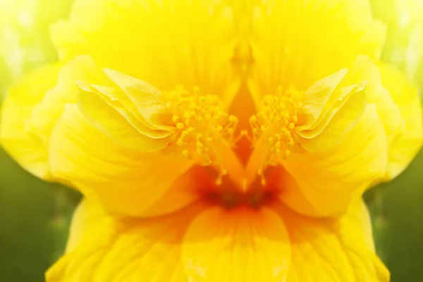 Hibiscus galben — Fotografie, imagine de stoc