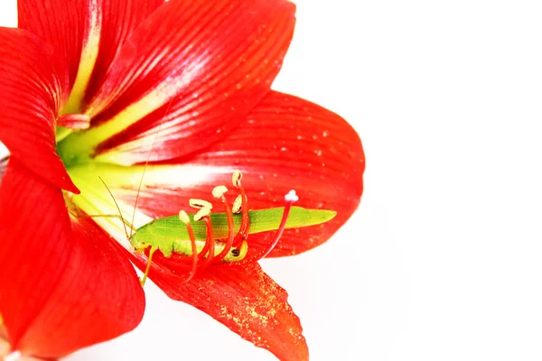 Macro foto de un saltamontes dentro de un lirio rojo — Foto de Stock