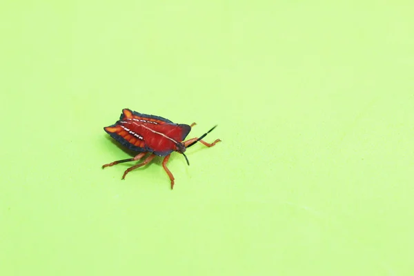 Close-up shot of a colorful bug — Stock Photo, Image