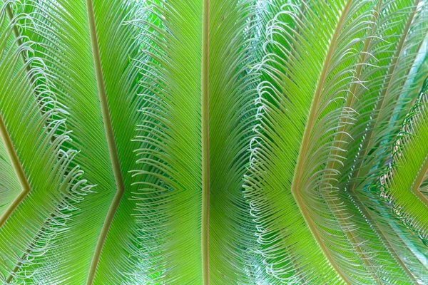 Fougère tropicale aux nouvelles feuilles rouges — Photo