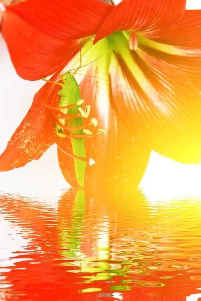 Macro foto de um gafanhoto dentro de um lírio vermelho — Fotografia de Stock