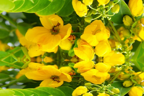 Piękne żółte kwiaty — Zdjęcie stockowe