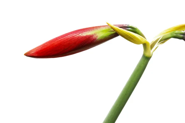Красная лилия изолирована на белом — стоковое фото