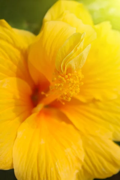 Yellow hibiscus — Stock Photo, Image