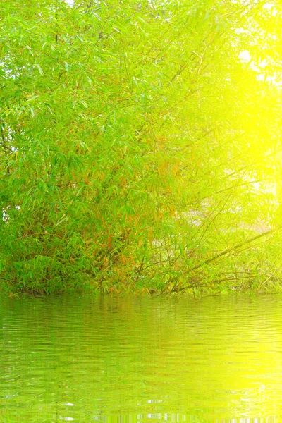 Green and Yellow Bamboo — Stock Photo, Image