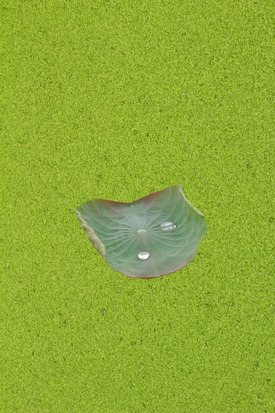 Fondo Duckweed — Foto de Stock