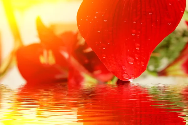 Lírio vermelho bonito — Fotografia de Stock