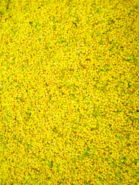 Фон желтые цветы — стоковое фото