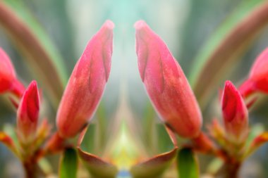 Bahçedeki güzel pembe çiçekler