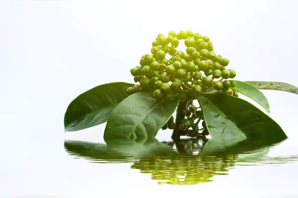 白を基調とした新鮮な緑の果実 — ストック写真
