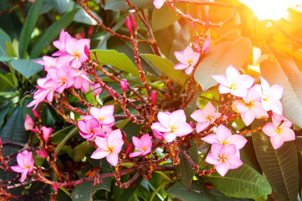 Belles fleurs roses dans la garde — Photo