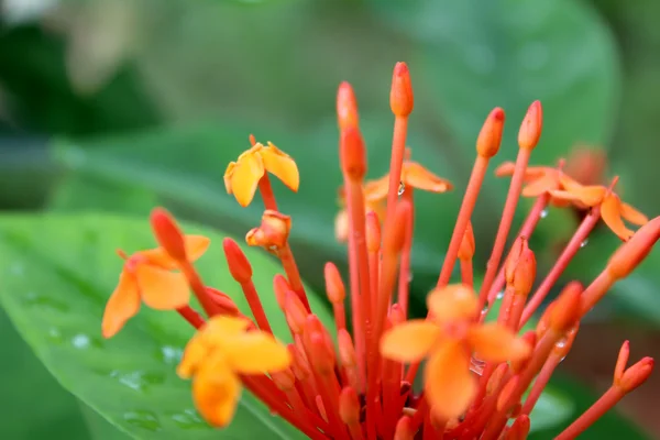 Vacker orange blomma — Stockfoto