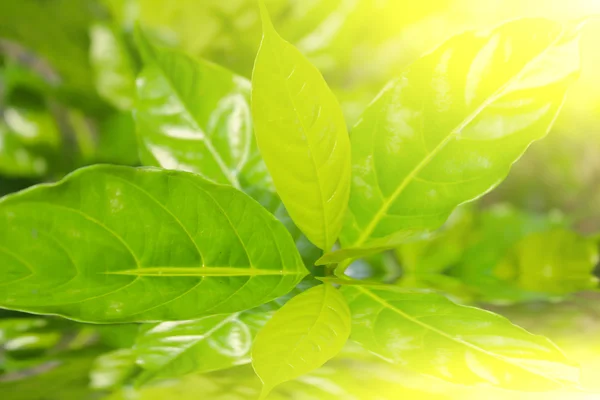 Bug in the leaf — Stock Photo, Image