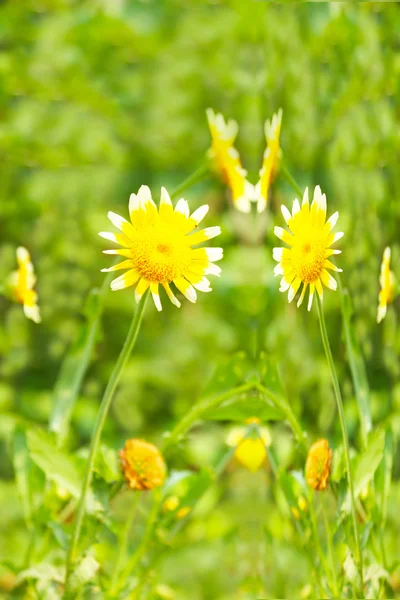 Belle fleur jaune dans le champ — Photo