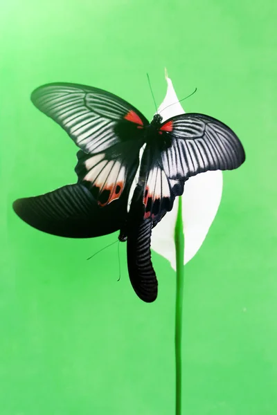 Barevné motýly — Stock fotografie