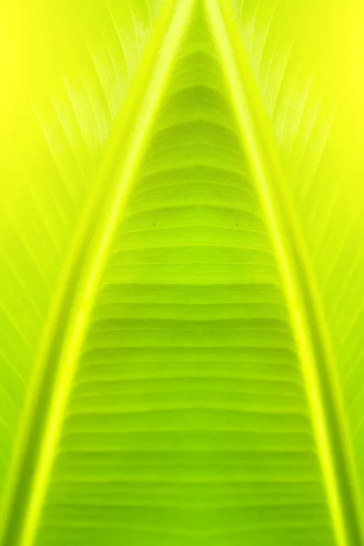 Verde backlit folha fundo — Fotografia de Stock
