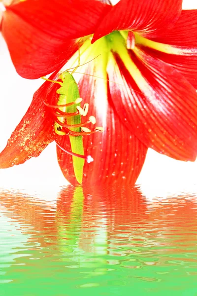 Macro foto de un saltamontes dentro de un lirio rojo — Foto de Stock