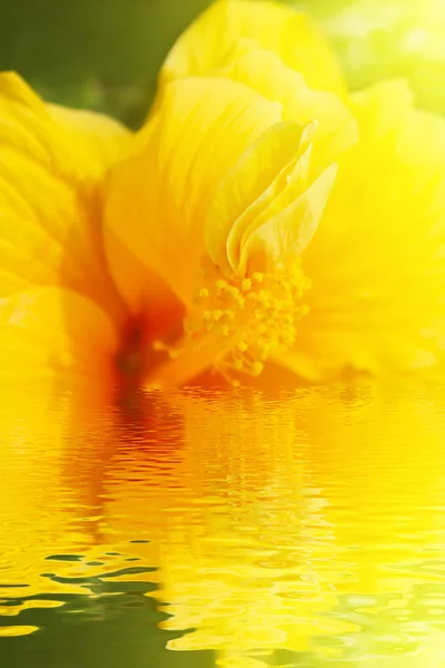 Ibisco giallo — Foto Stock