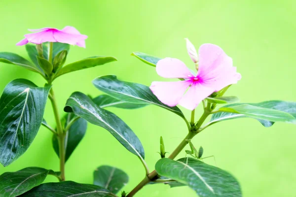 Flores cor de rosa em um fundo azul — Fotografia de Stock