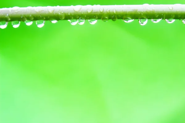 Rama con gotas de rocío de cerca — Foto de Stock